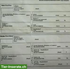 Bild 4: Springpferd zu verkaufen