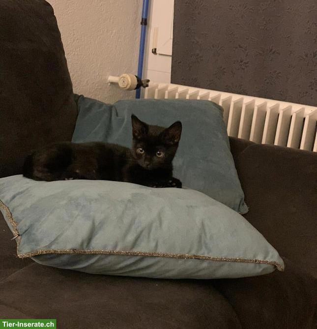 Schwarze Katze Littlefoot sucht ihr für immer Zuhause