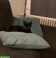 Schwarze Katze Littlefoot sucht ihr für immer Zuhause
