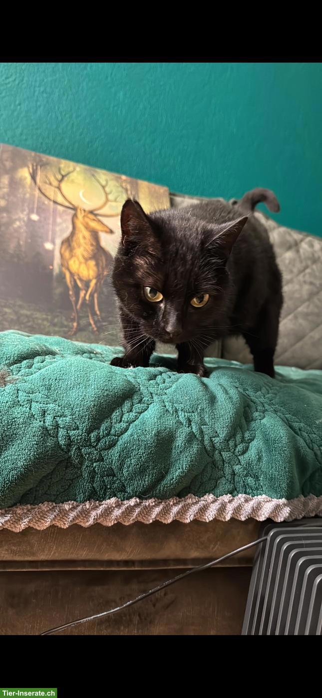 Bild 2: Schwarze Katze Littlefoot sucht ihr für immer Zuhause