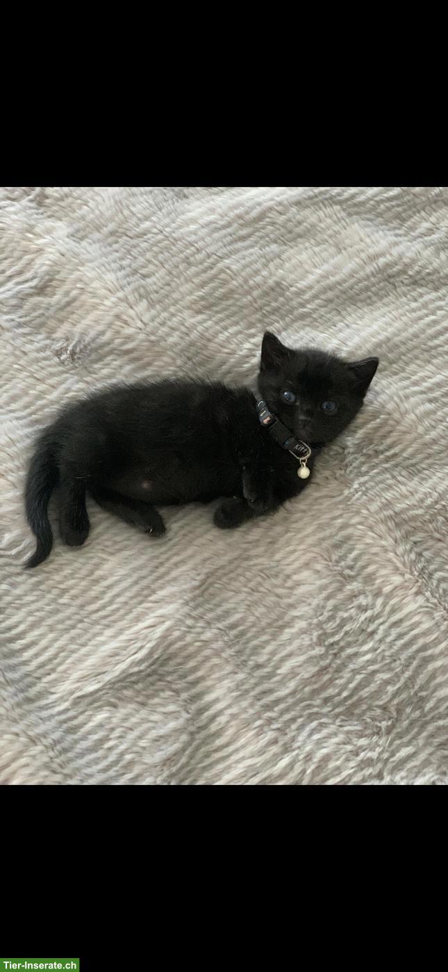 Bild 3: Schwarze Katze Littlefoot sucht ihr für immer Zuhause