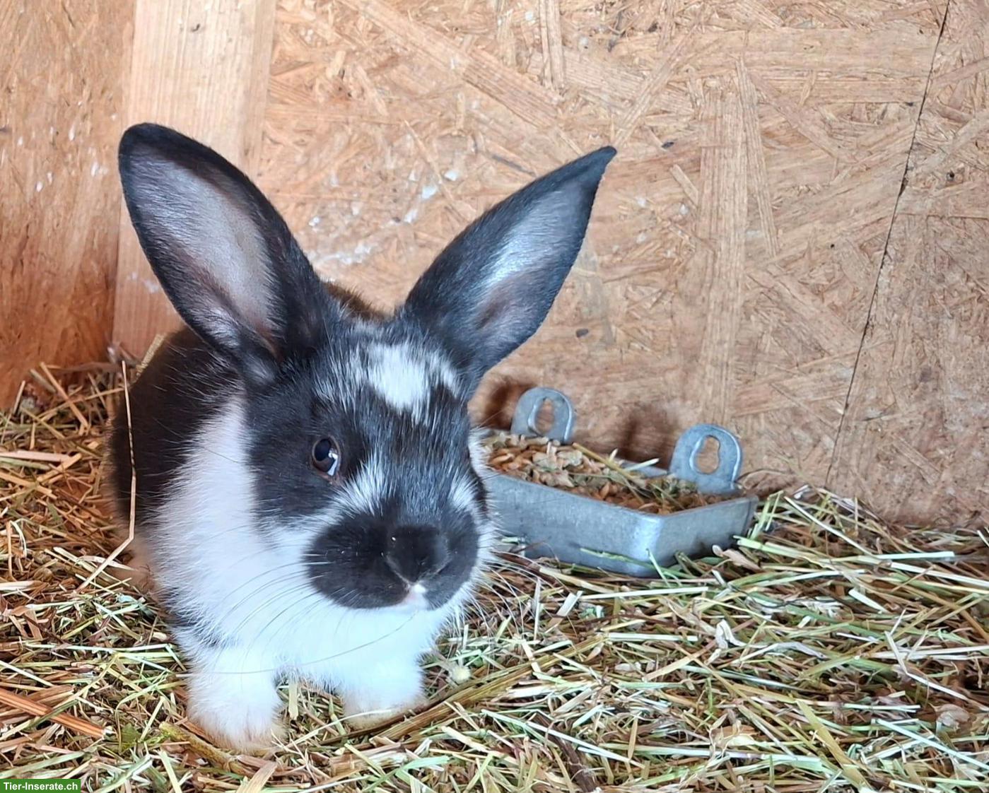 Einige junge Kaninchen von der Frohburg