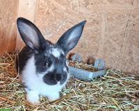 Einige junge Kaninchen von der Frohburg