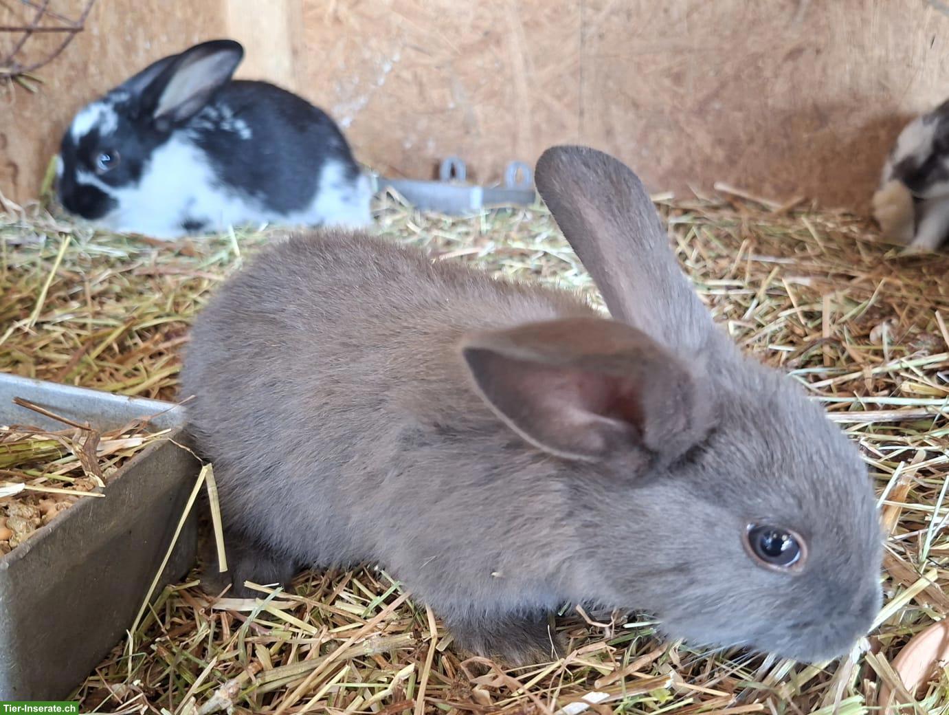 Bild 2: Einige junge Kaninchen von der Frohburg