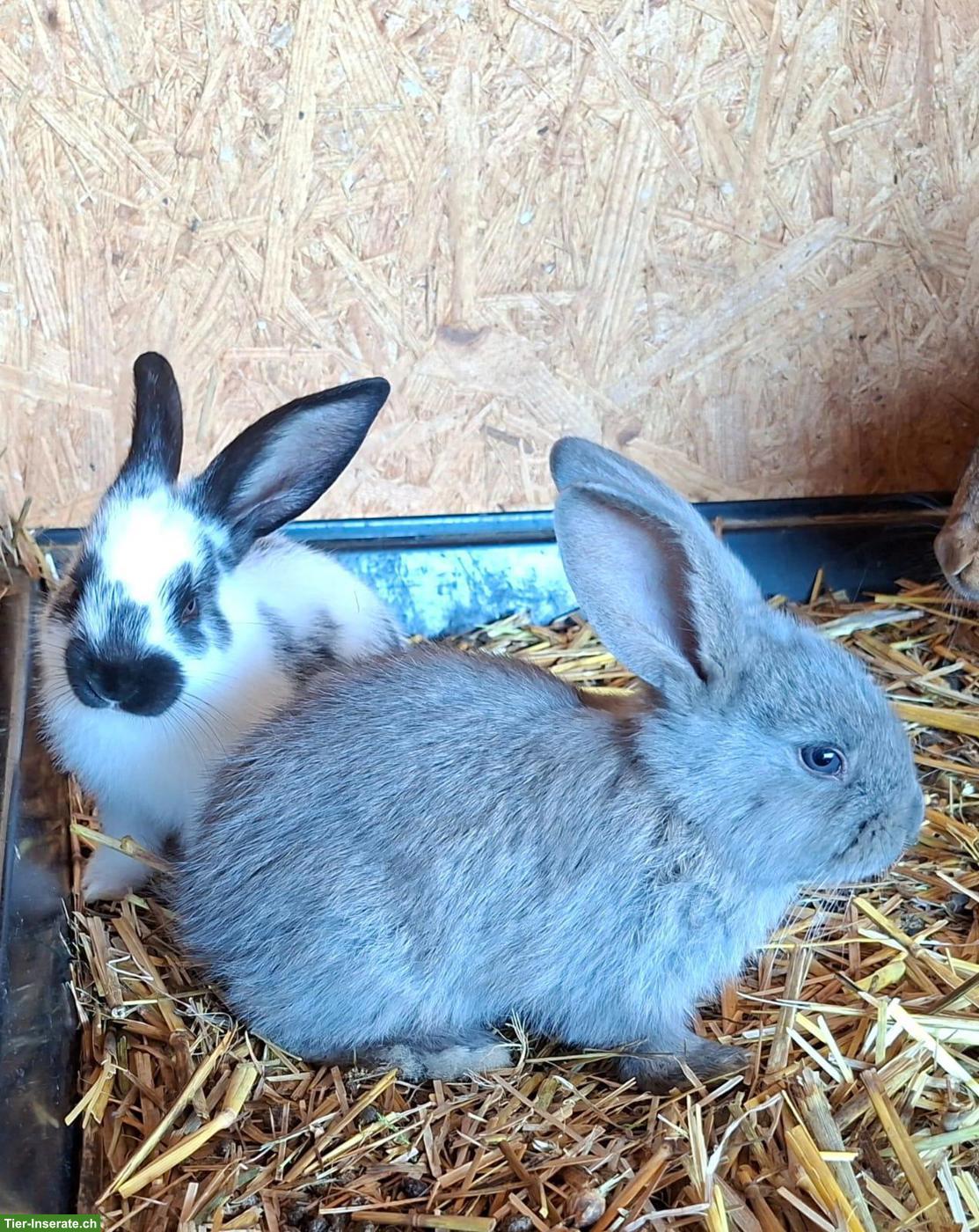 Bild 4: Einige junge Kaninchen von der Frohburg