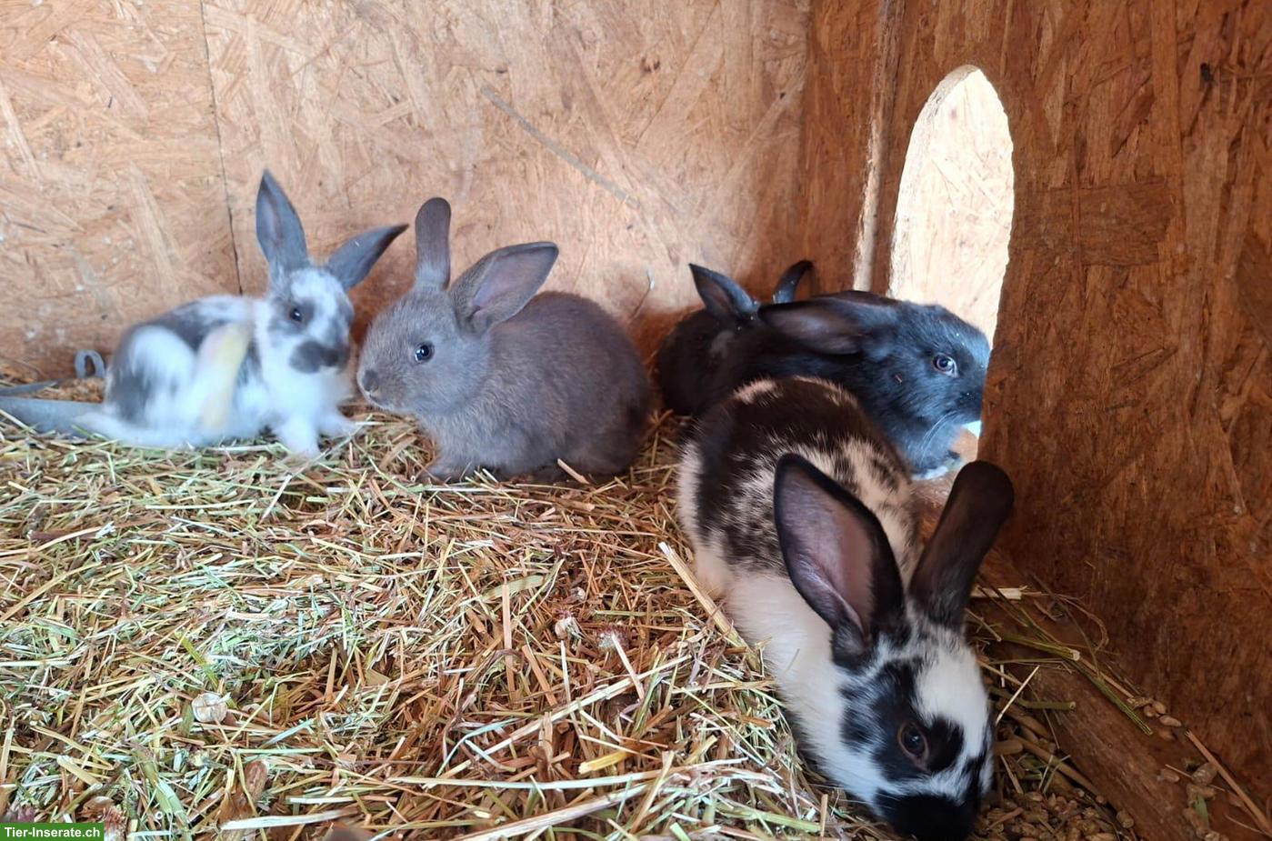Bild 5: Einige junge Kaninchen von der Frohburg
