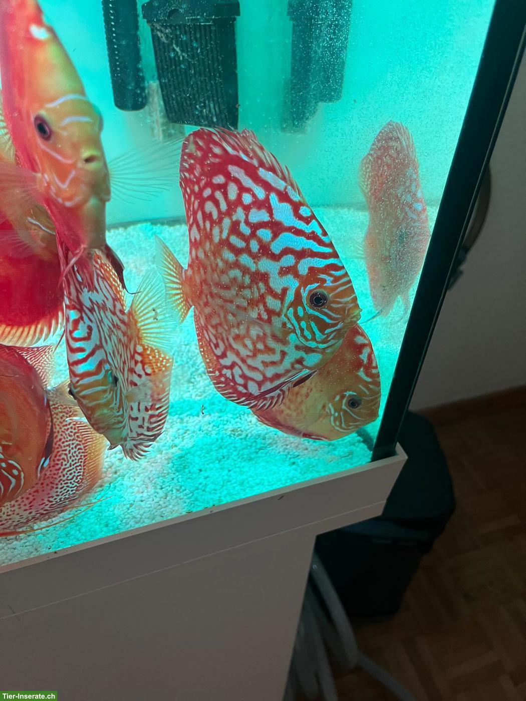 Wunderschöne gesunde Diskusfische, 1-jährig