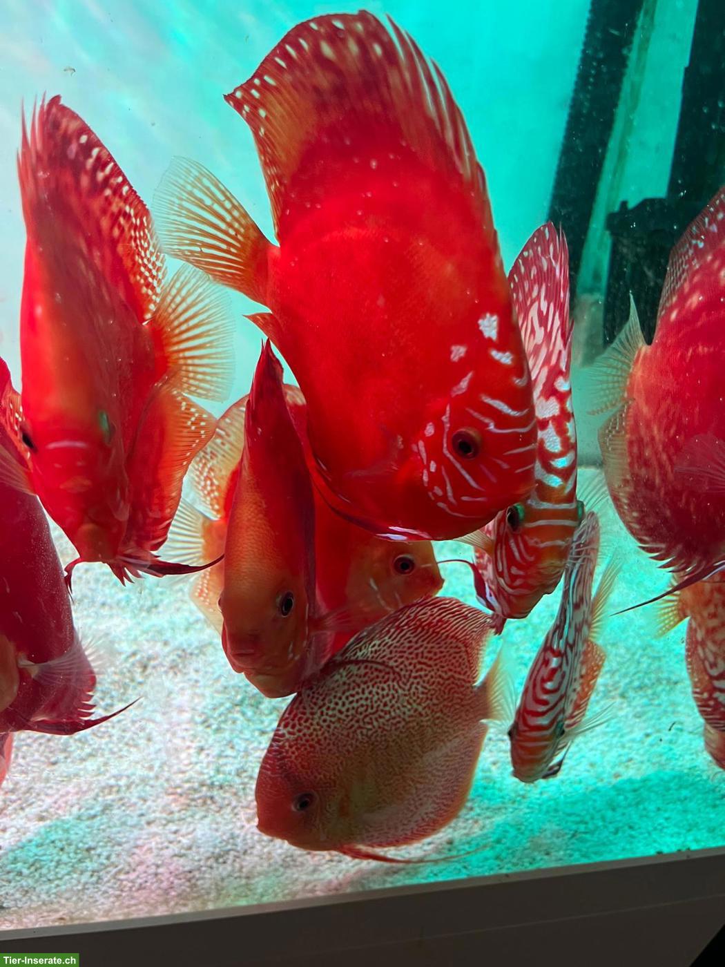 Bild 2: Wunderschöne gesunde Diskusfische, 1-jährig