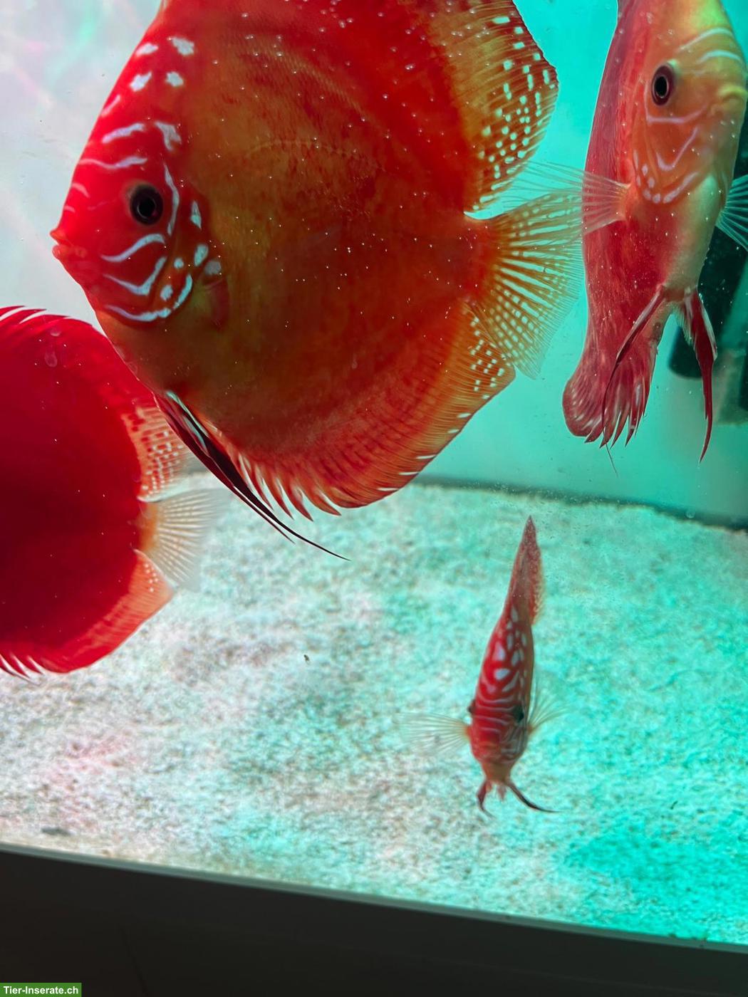 Bild 3: Wunderschöne gesunde Diskusfische, 1-jährig
