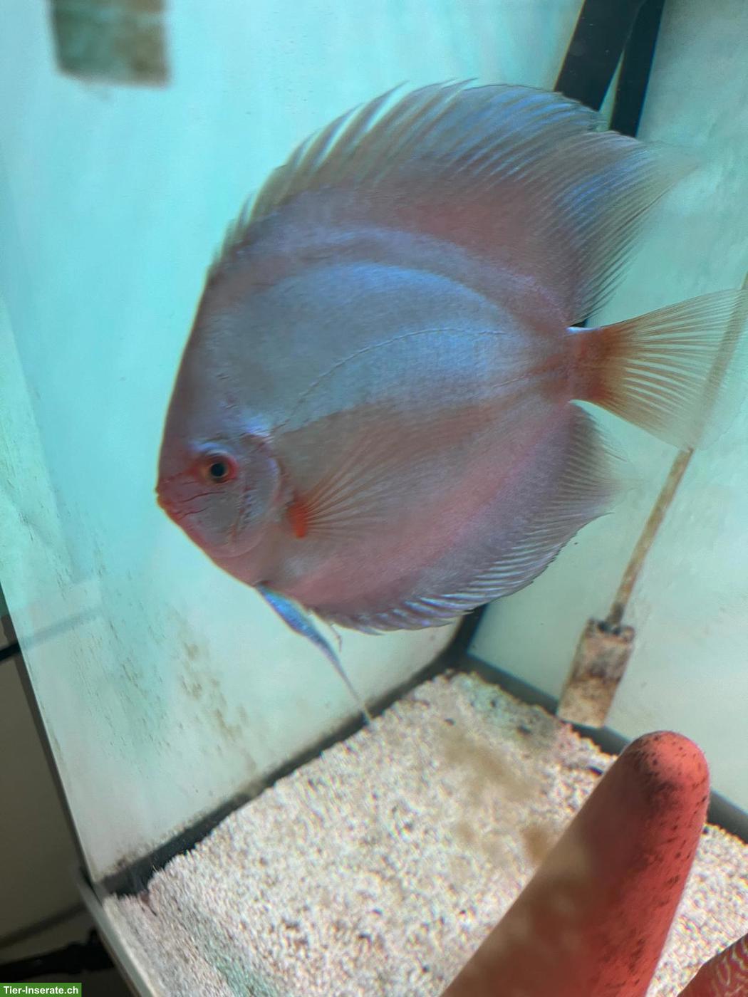 Bild 4: Wunderschöne gesunde Diskusfische, 1-jährig