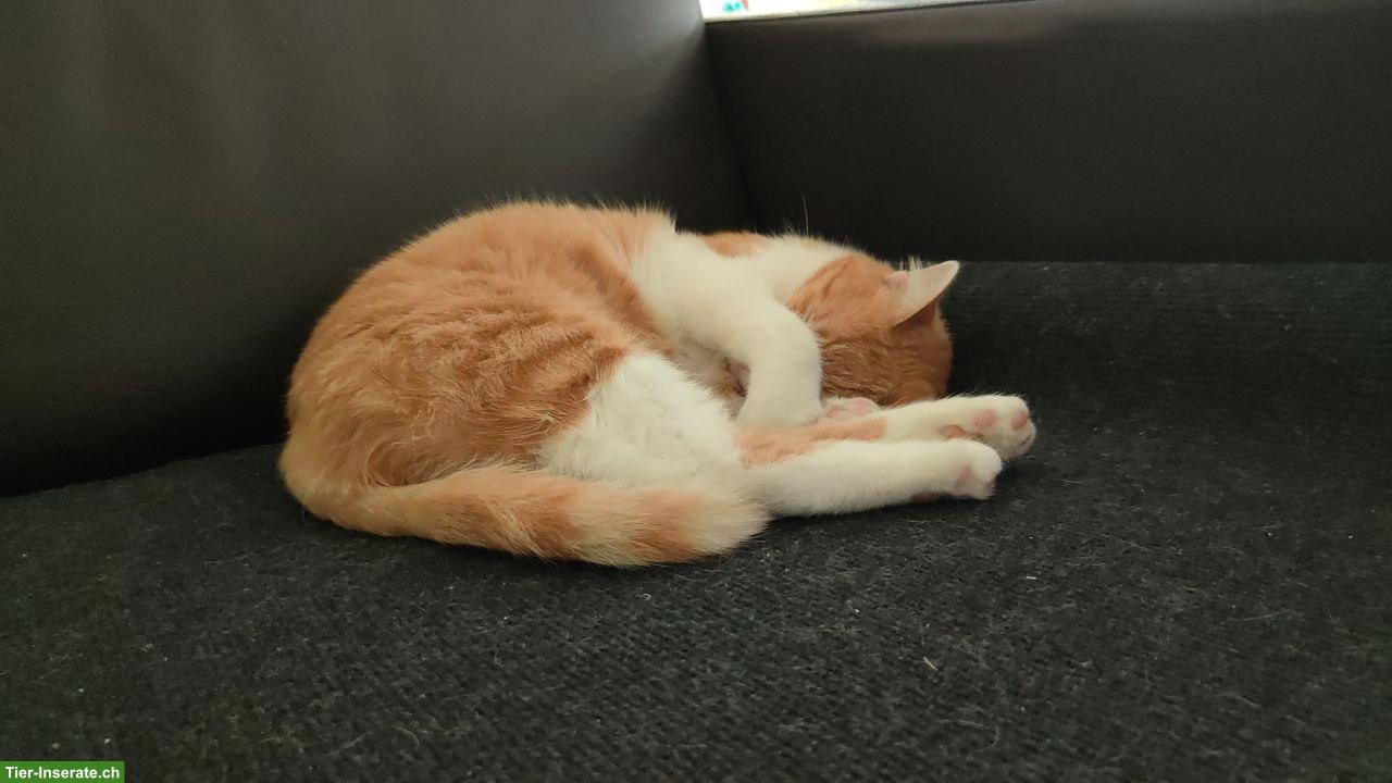 Bild 2: 1-jähriger Kater in gute Hände abzugeben zur 🐱Betreuung