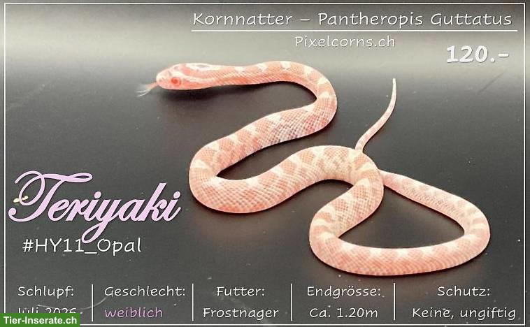 Kornnatter "Opal" Jungtiere