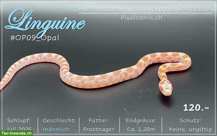 Bild 2: Kornnatter "Opal" Jungtiere
