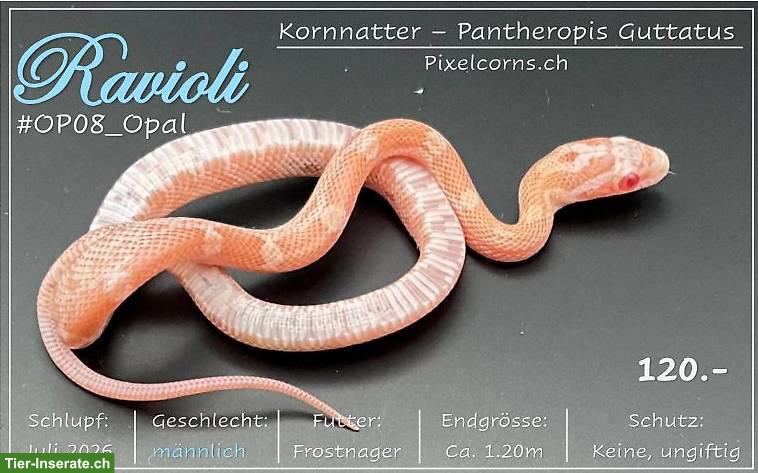Bild 3: Kornnatter "Opal" Jungtiere