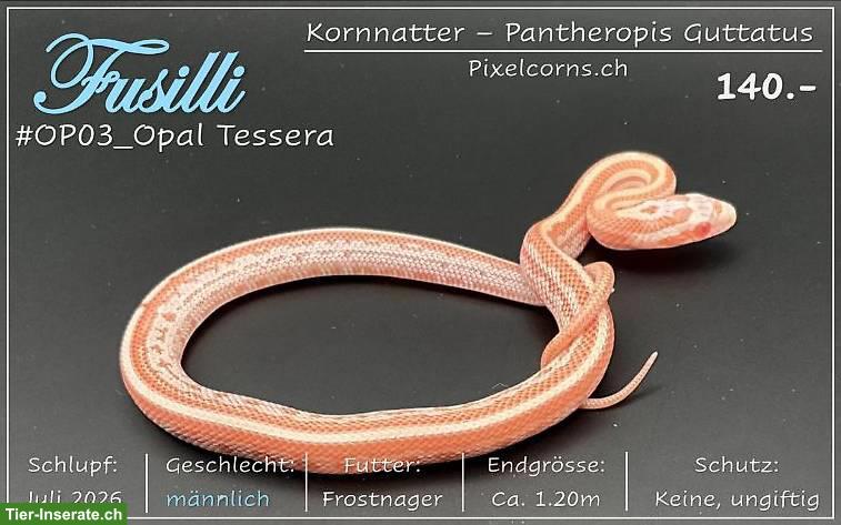 Bild 4: Kornnatter "Opal" Jungtiere