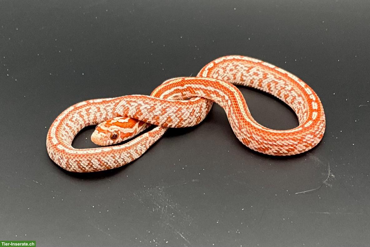 Kornnatter "Hypo Tessera" Jungtiere