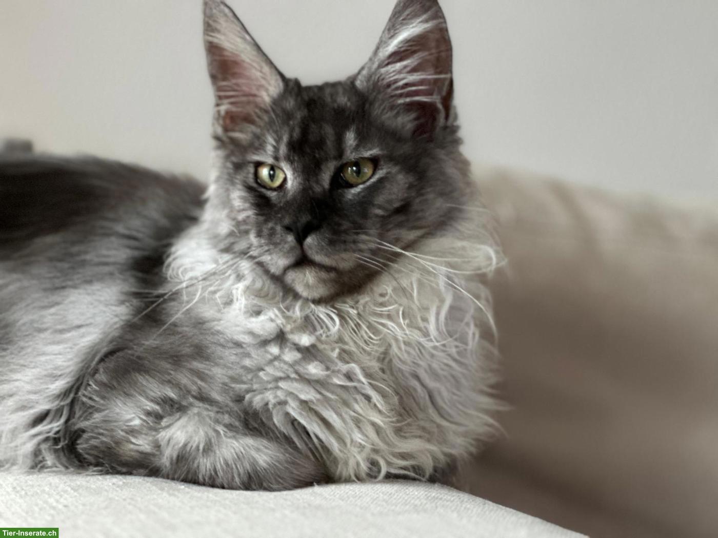 Maine Coon Kater Black Smoke