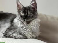 Maine Coon Kater Black Smoke