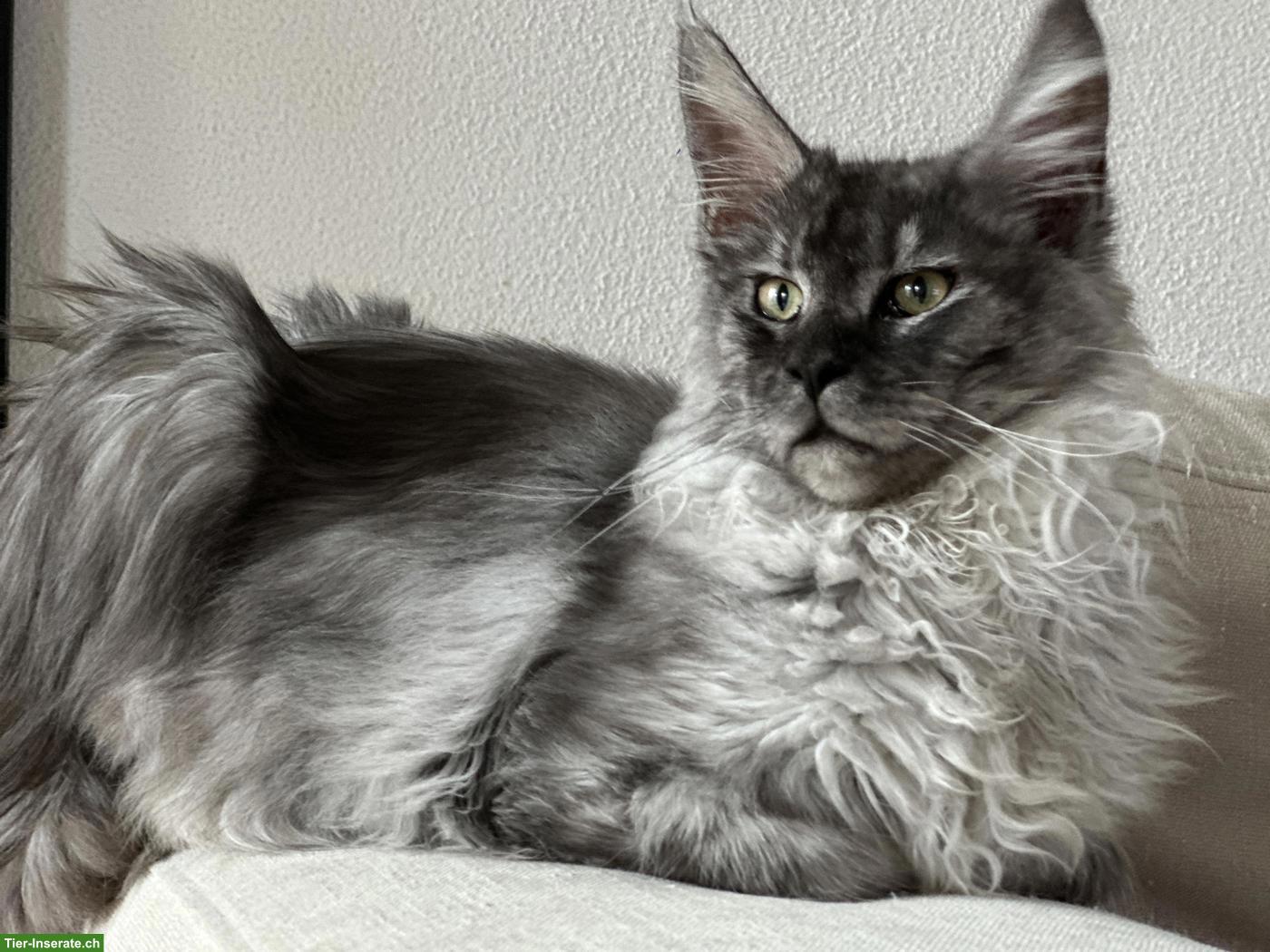 Bild 2: Maine Coon Kater Black Smoke