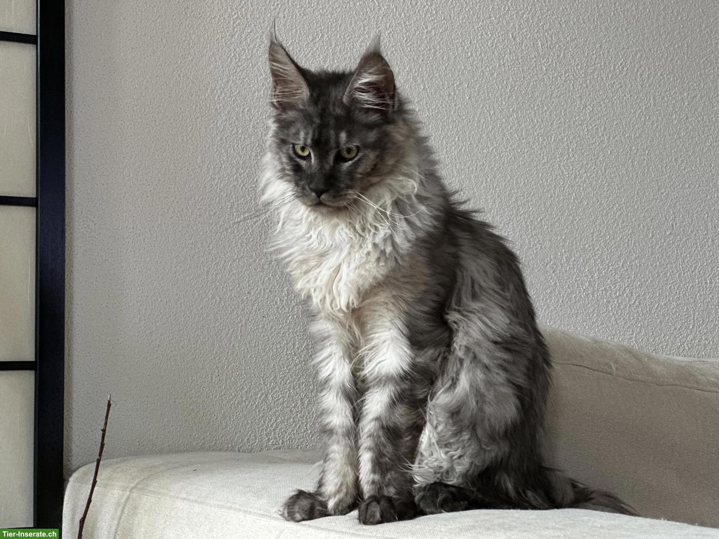 Bild 3: Maine Coon Kater Black Smoke