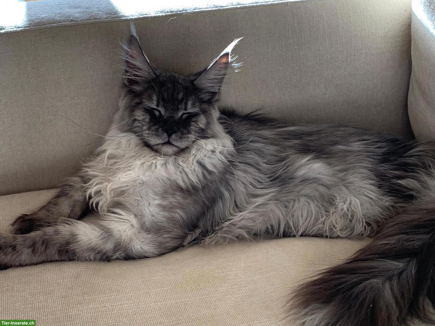 Bild 4: Maine Coon Kater Black Smoke