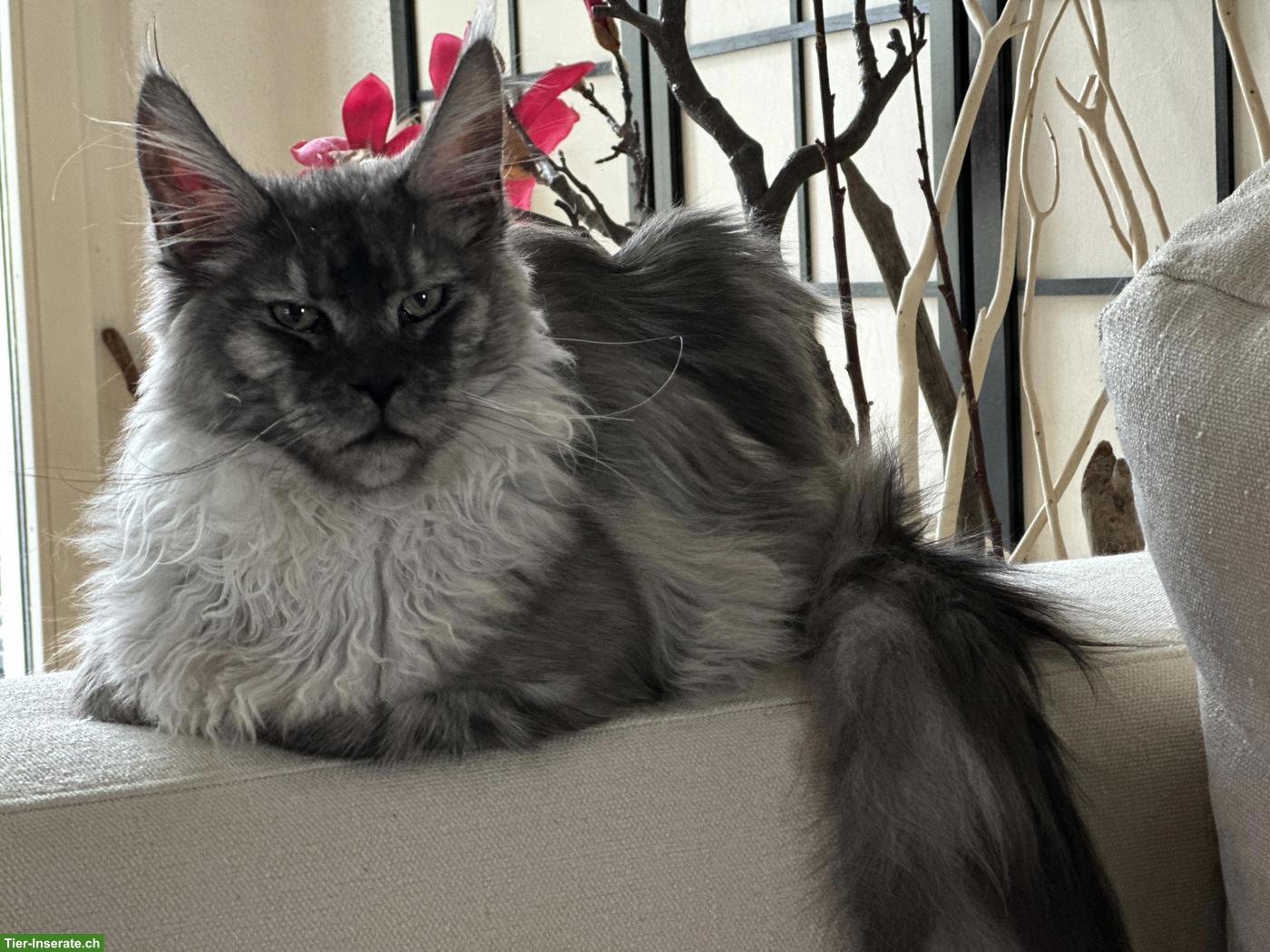 Bild 5: Maine Coon Kater Black Smoke