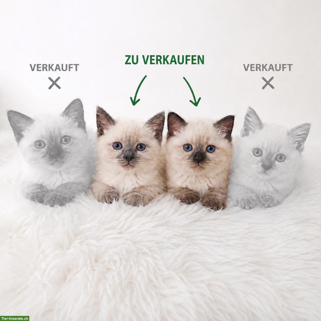 2 Siam Kitten (weiblich) suchen liebevolles Zuhause