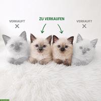 2 Siam Kitten (weiblich) suchen liebevolles Zuhause