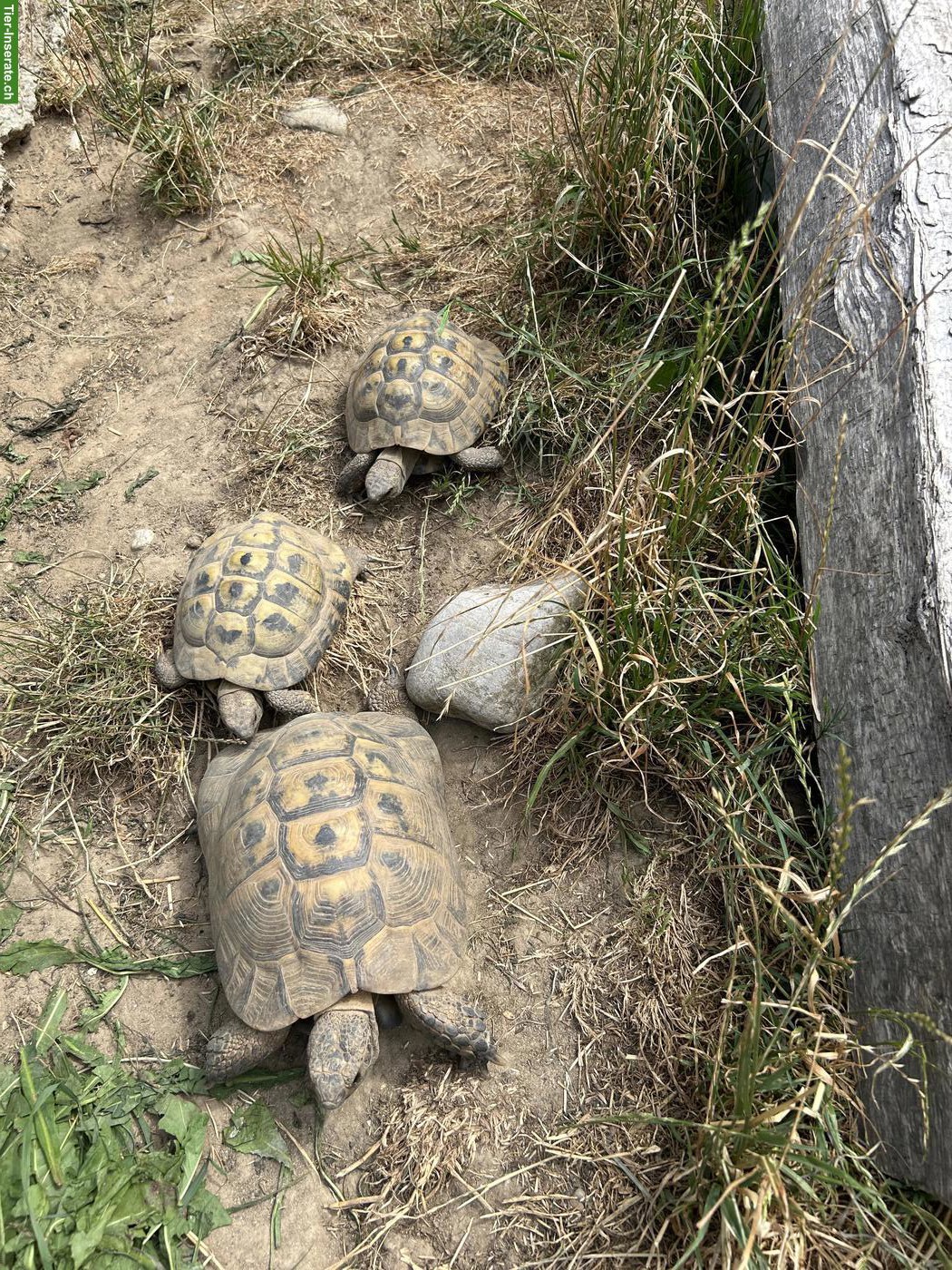 4 Schildkröten (3 griechische/eine breitrand) zu verkaufen