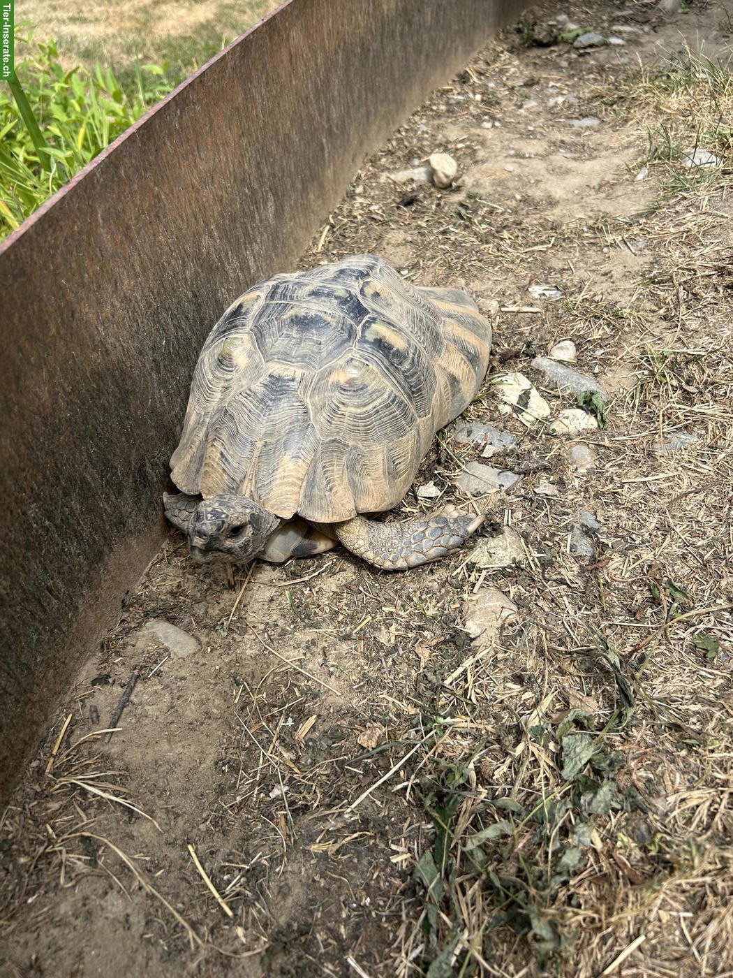 Bild 2: 4 Schildkröten (3 griechische/eine breitrand) zu verkaufen