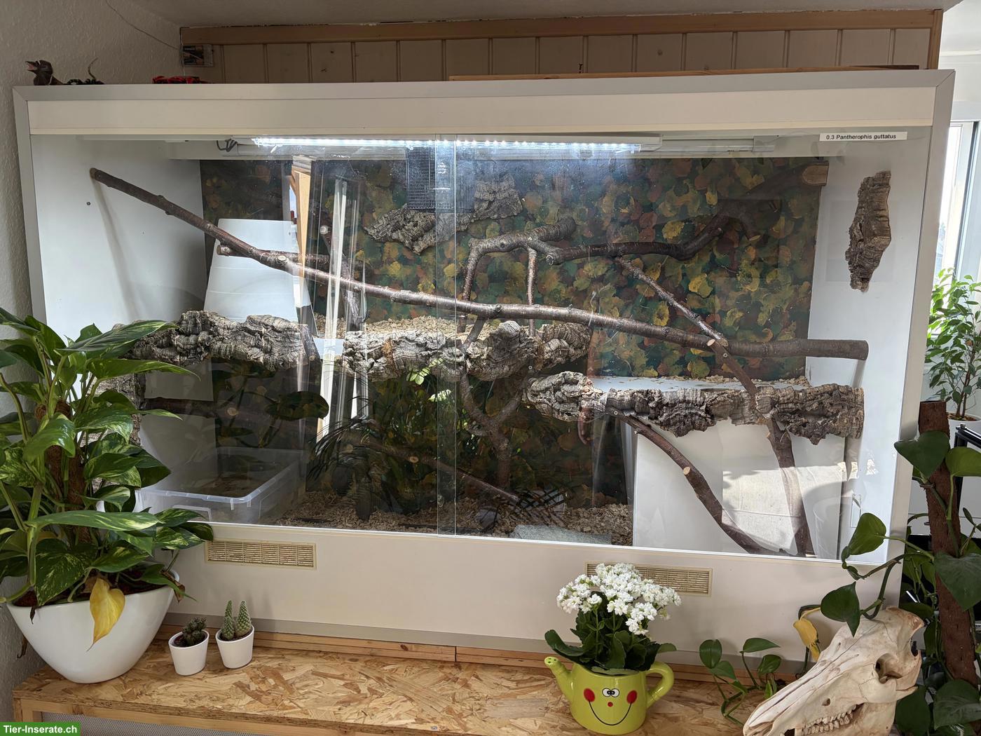 Boa Imperator mit Terrarium zu verkaufen