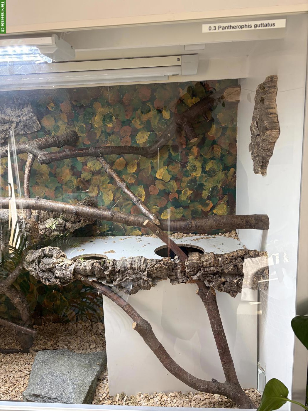 Bild 2: Boa Imperator mit Terrarium zu verkaufen