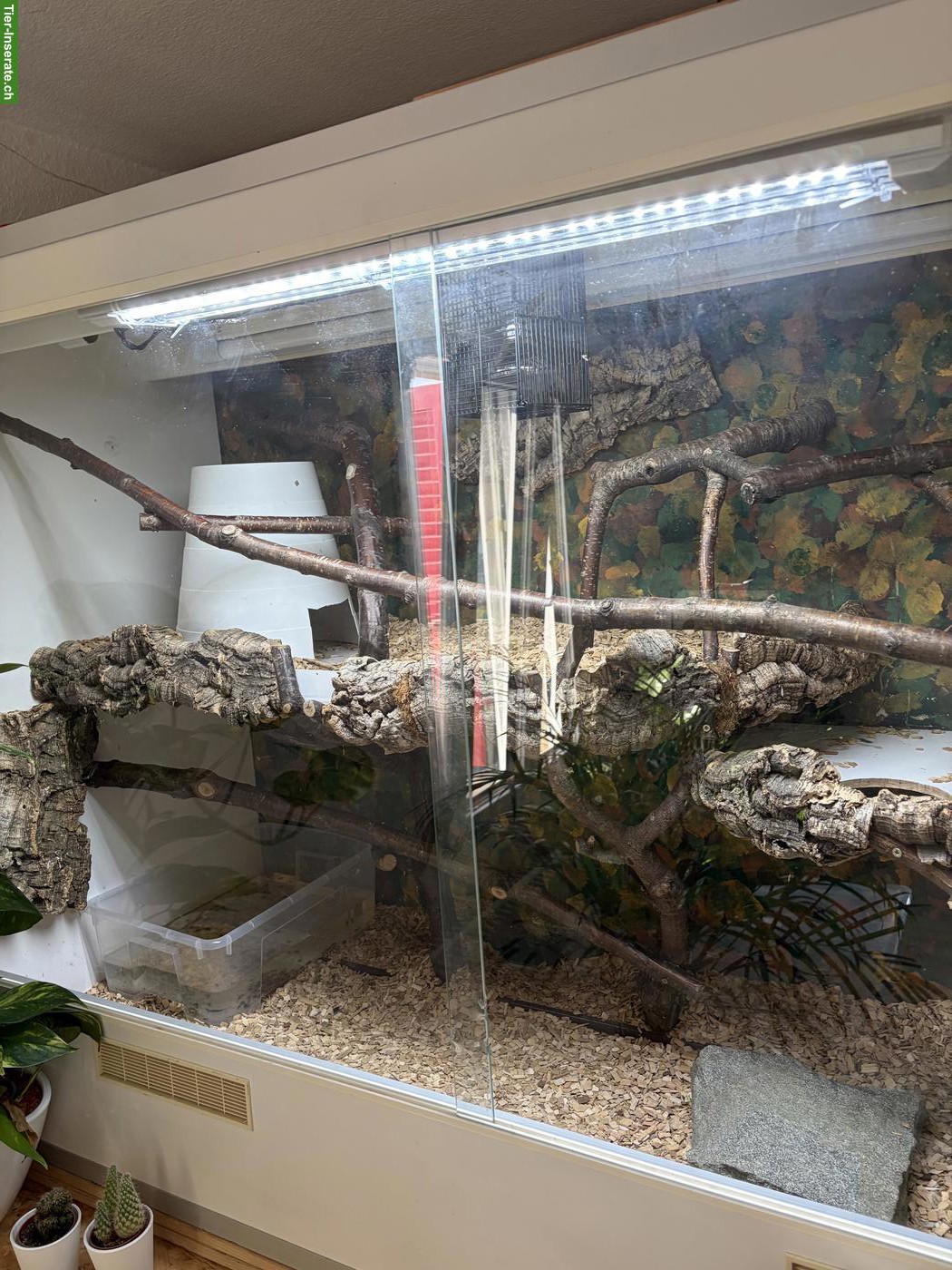 Bild 3: Boa Imperator mit Terrarium zu verkaufen