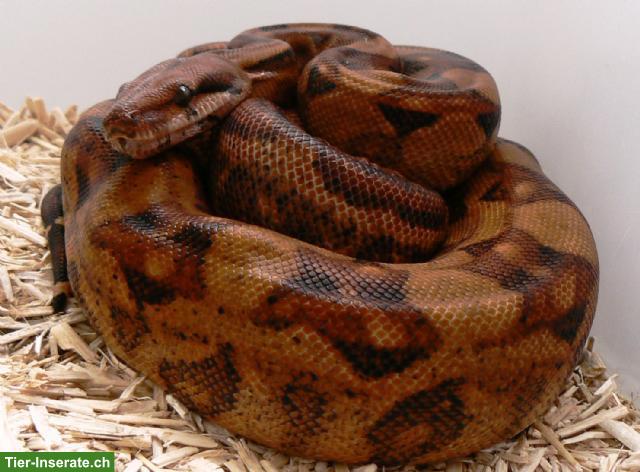 Bild 4: Boa Imperator mit Terrarium zu verkaufen