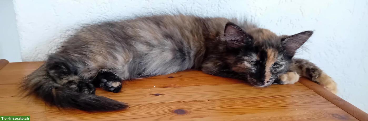 Wunderschöne Maine Coon Mix Kätzchen zu verkaufen