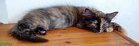Wunderschöne Maine Coon Mix Kätzchen zu verkaufen