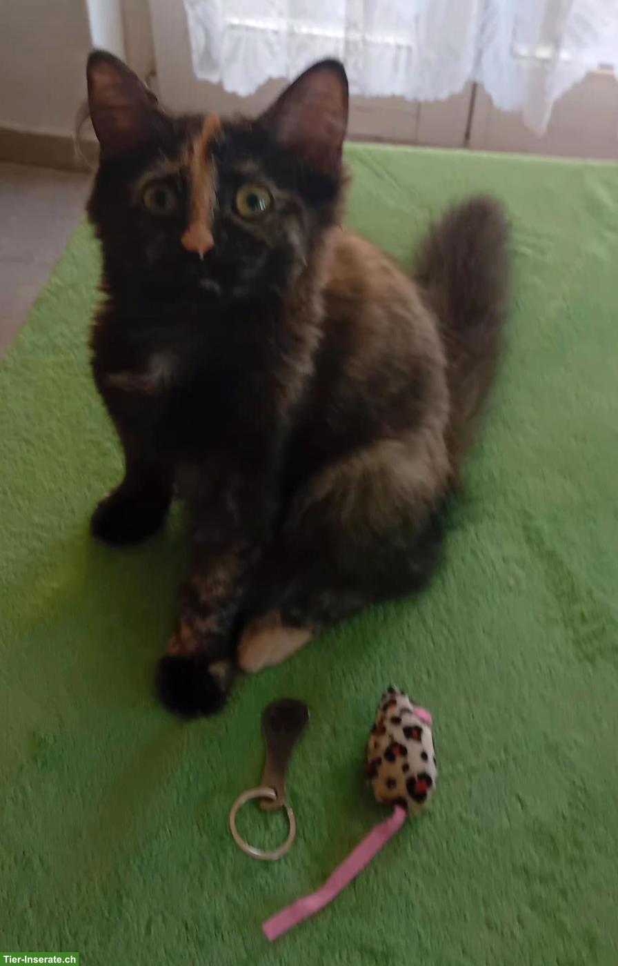 Bild 2: Wunderschöne Maine Coon Mix Kätzchen zu verkaufen