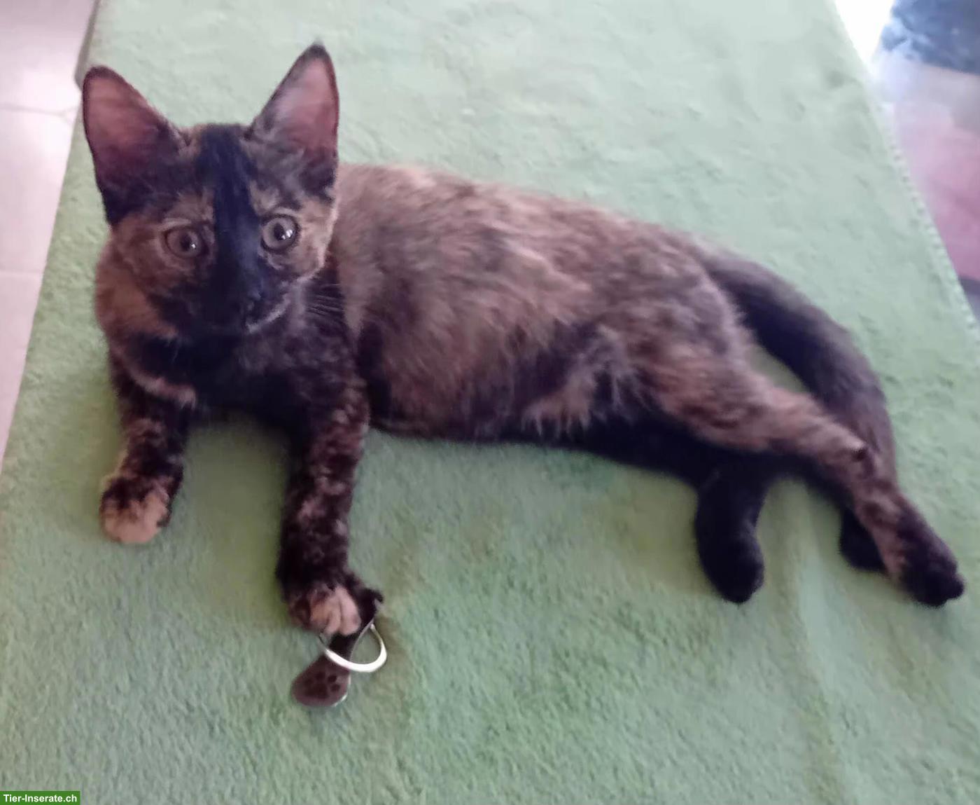 Bild 3: Wunderschöne Maine Coon Mix Kätzchen zu verkaufen