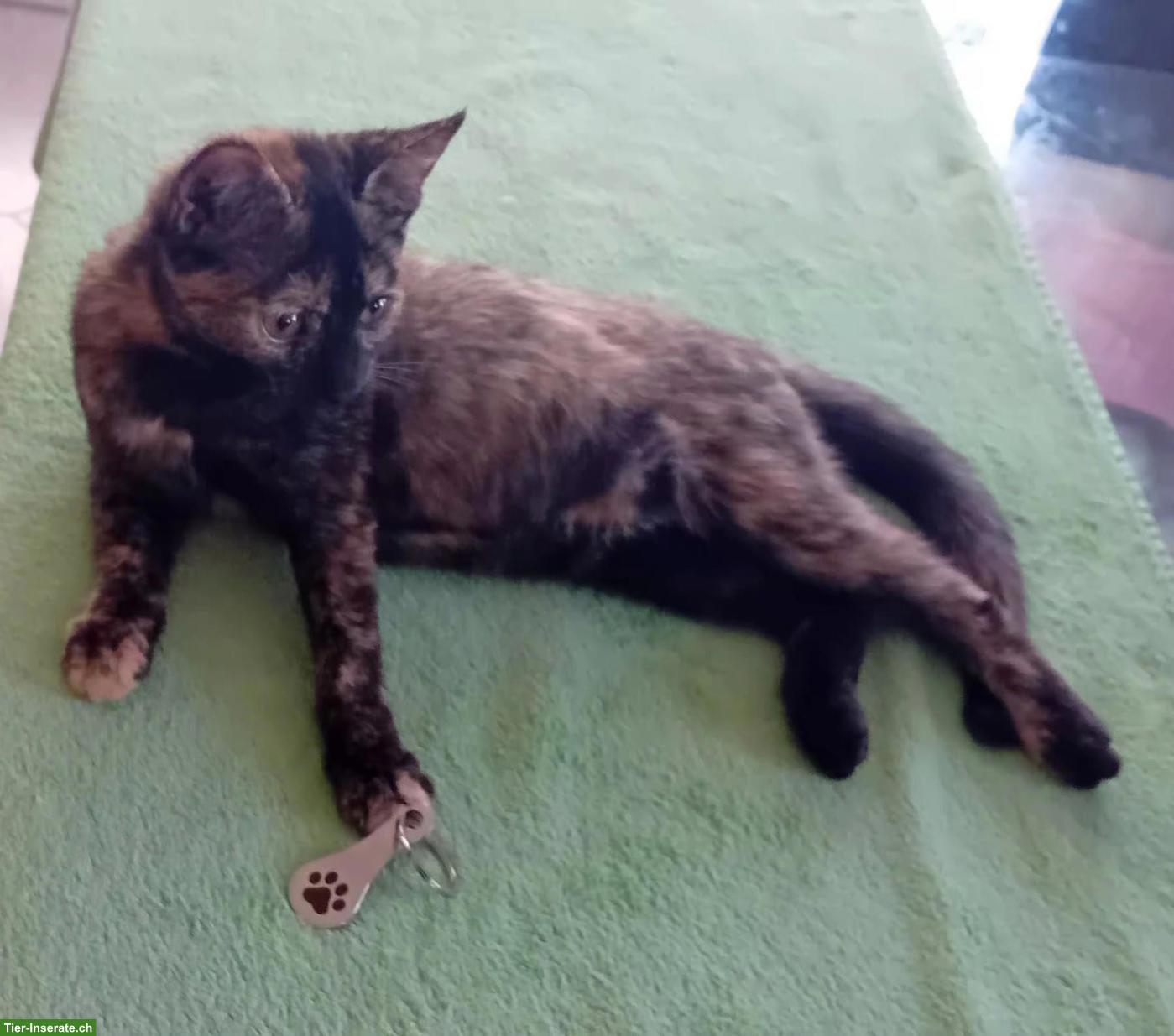 Bild 4: Wunderschöne Maine Coon Mix Kätzchen zu verkaufen