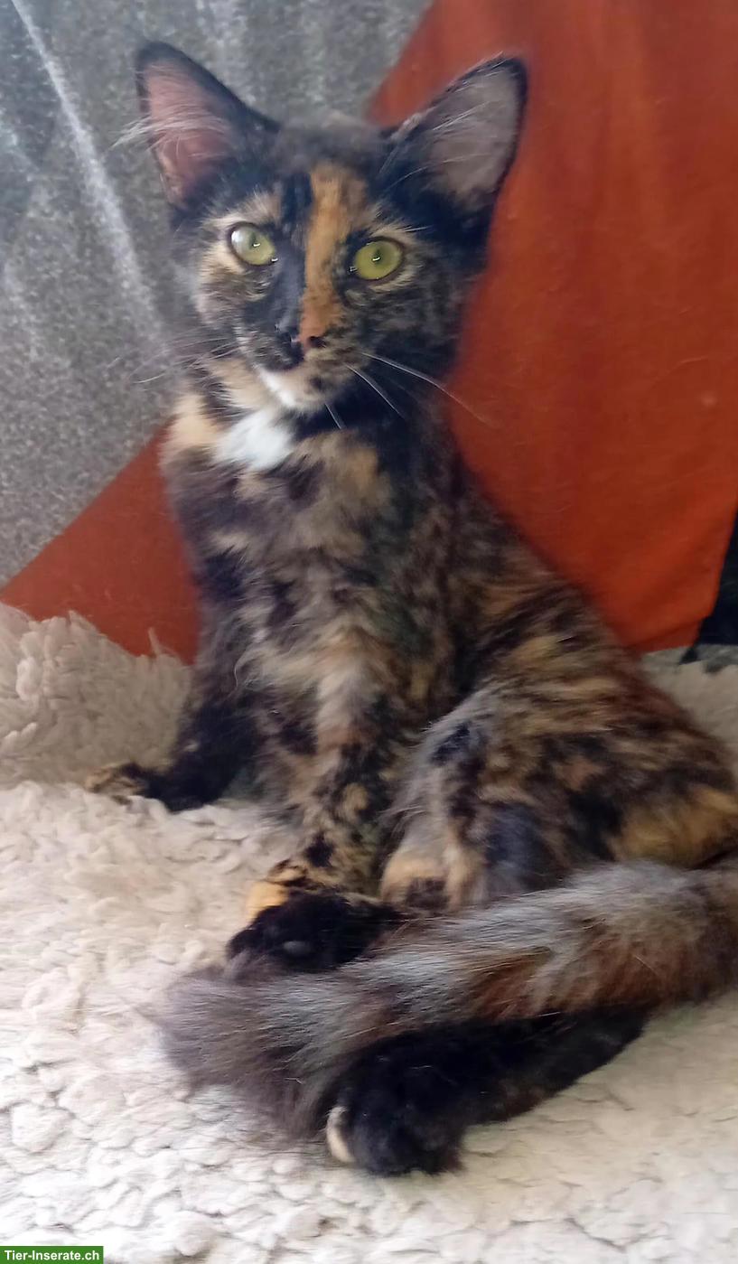 Bild 5: Wunderschöne Maine Coon Mix Kätzchen zu verkaufen