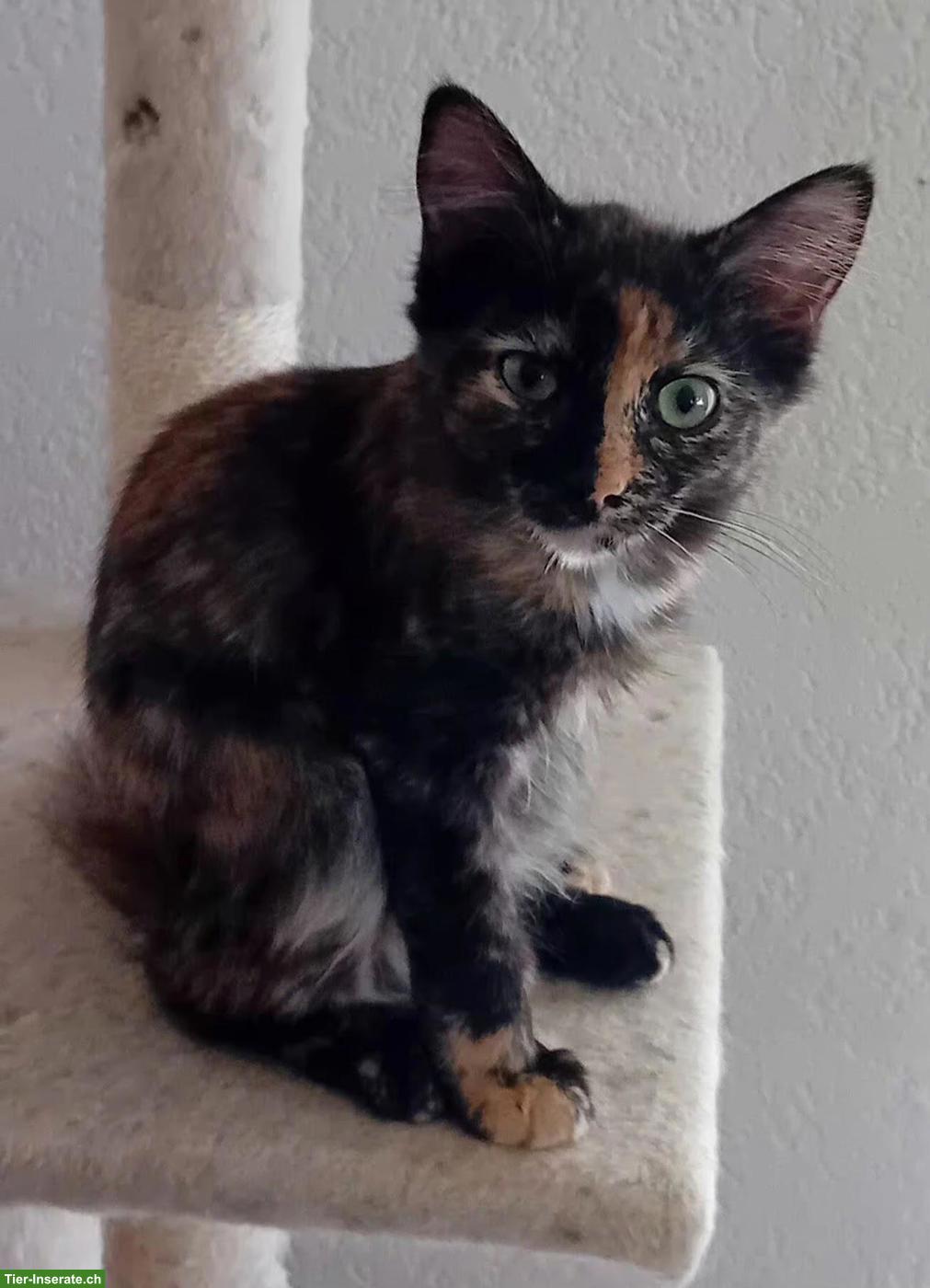 Bild 6: Wunderschöne Maine Coon Mix Kätzchen zu verkaufen