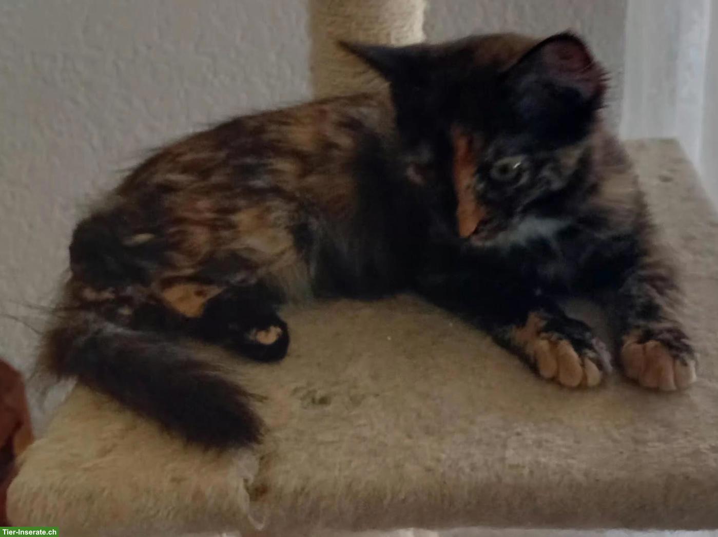 Bild 7: Wunderschöne Maine Coon Mix Kätzchen zu verkaufen