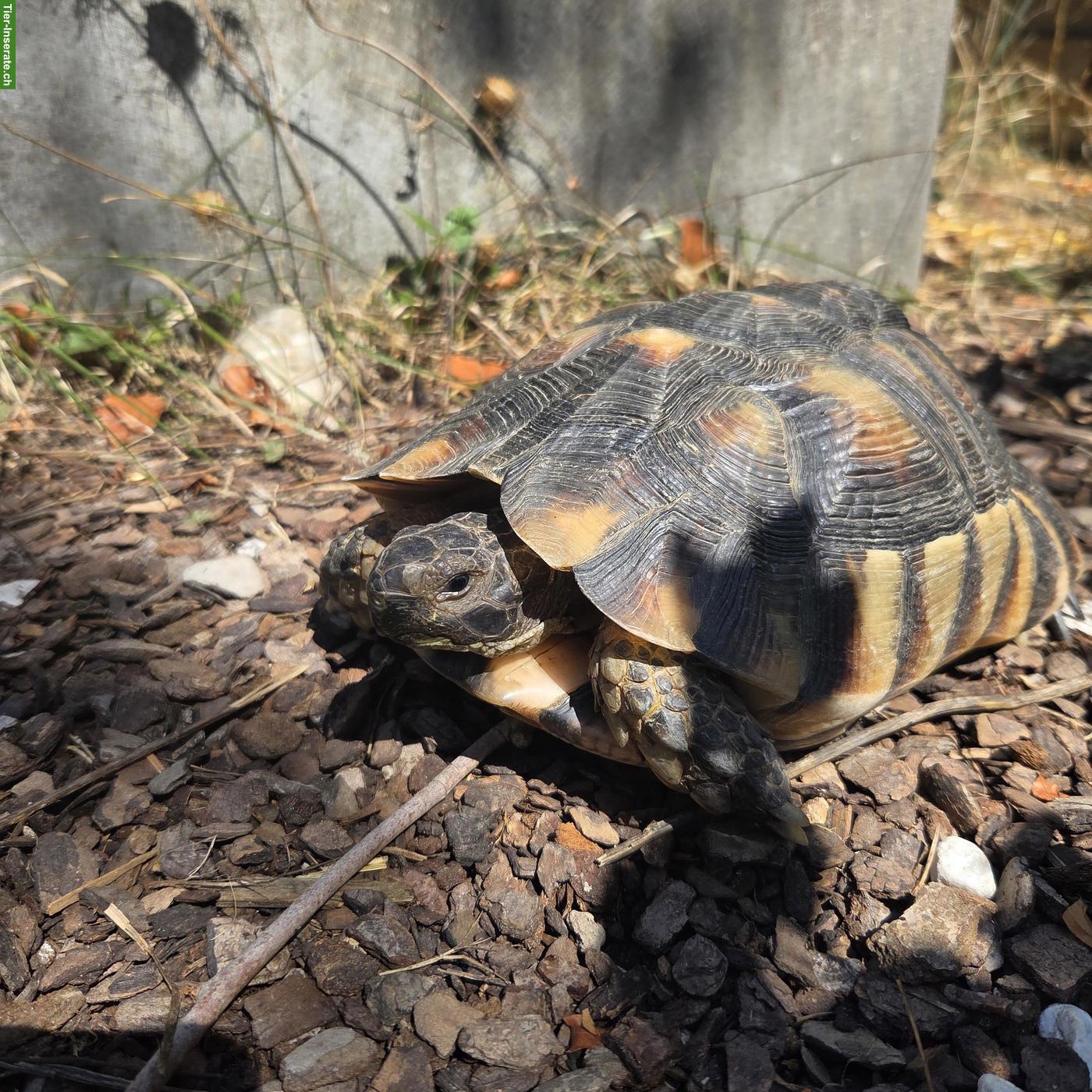 2 junge Breitrandschildkröten an schönen Platz abzugeben