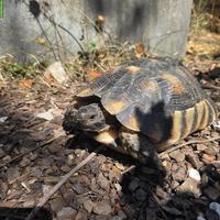2 junge Breitrandschildkröten an schönen Platz abzugeben