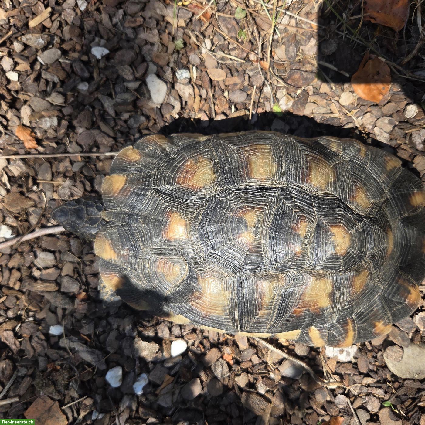 Bild 2: 2 junge Breitrandschildkröten an schönen Platz abzugeben