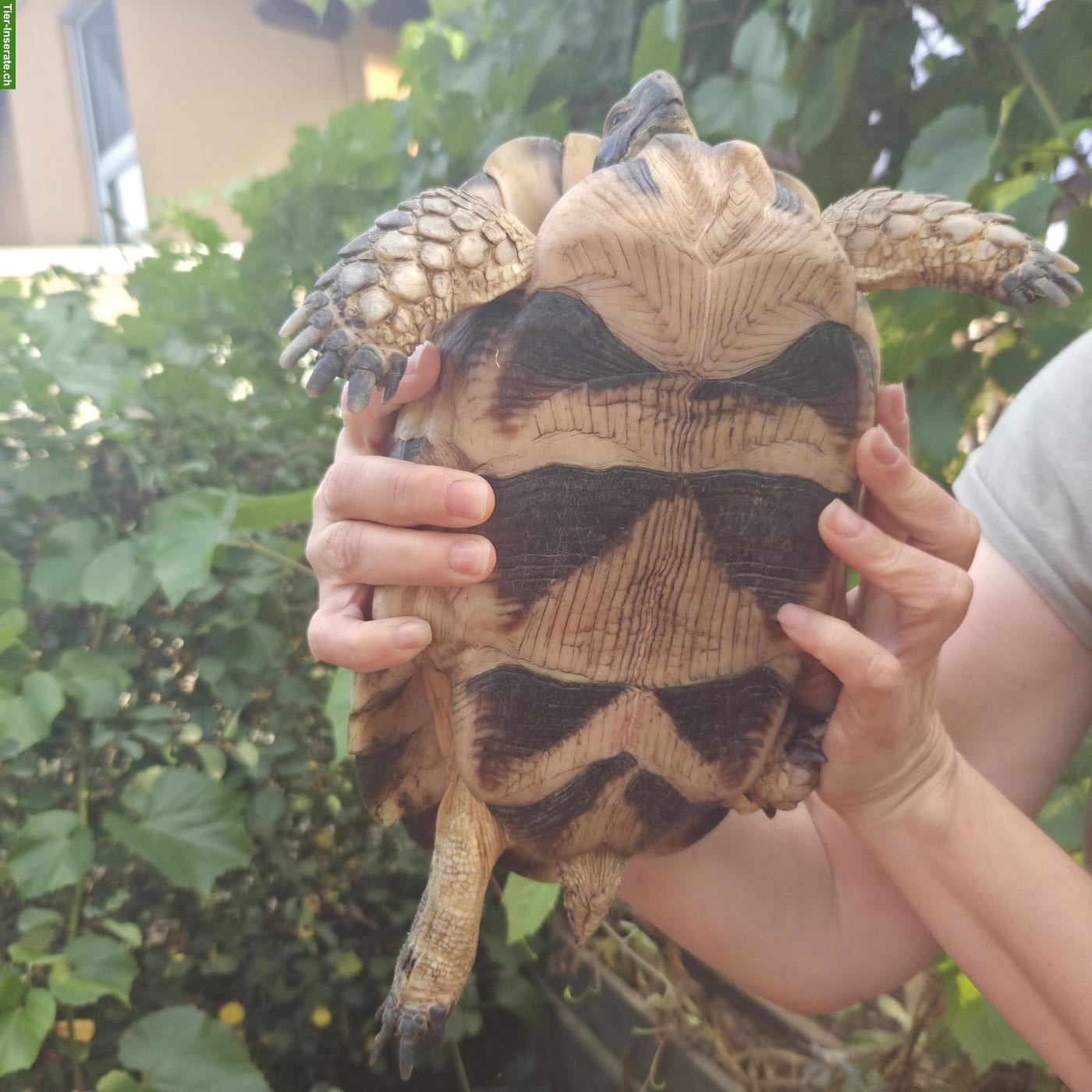 Bild 3: 2 junge Breitrandschildkröten an schönen Platz abzugeben