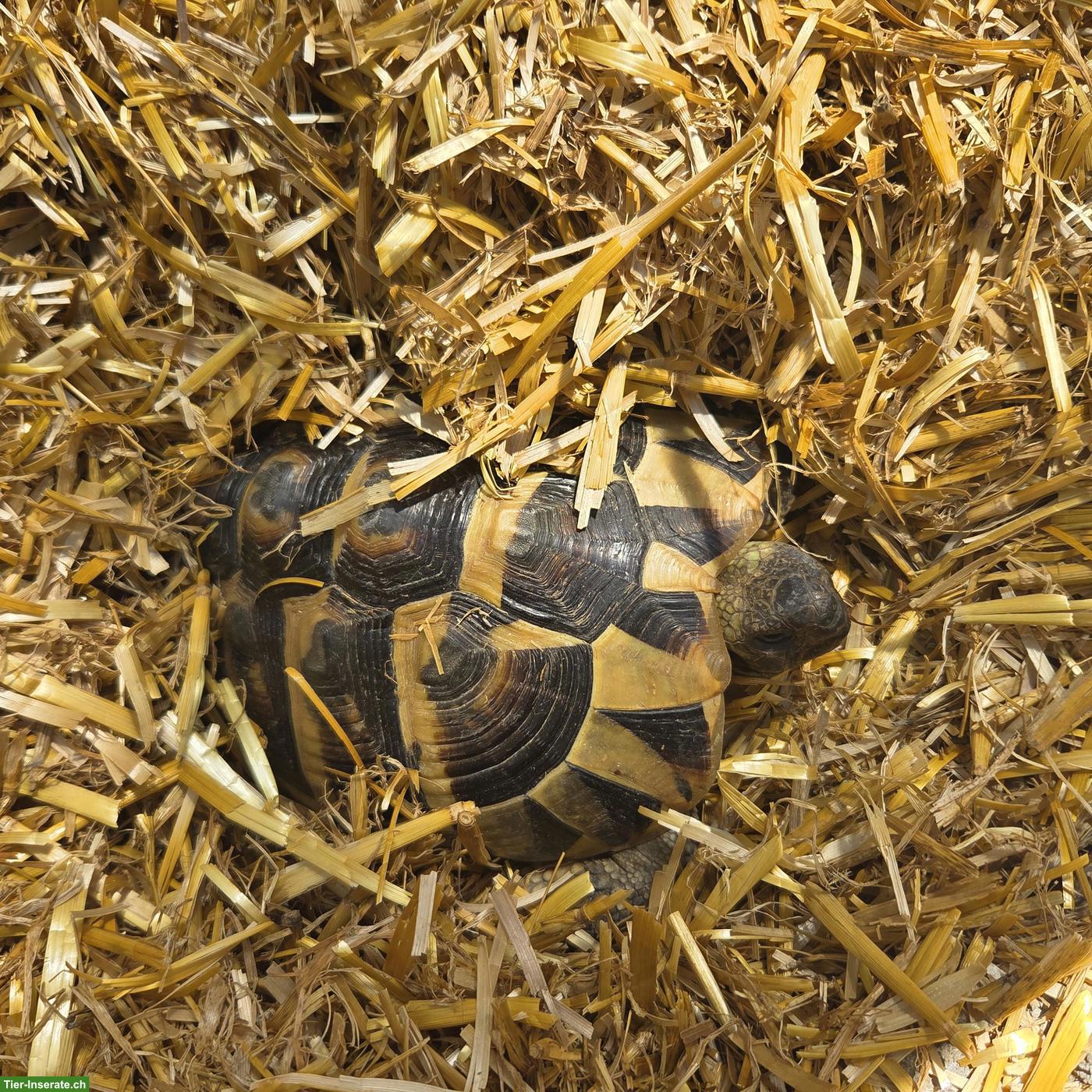 Bild 4: 2 junge Breitrandschildkröten an schönen Platz abzugeben