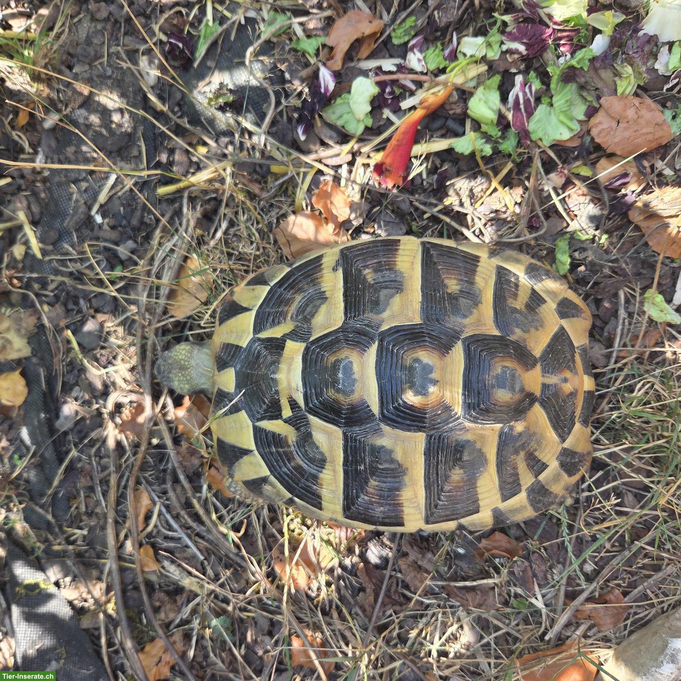 Bild 5: 2 junge Breitrandschildkröten an schönen Platz abzugeben