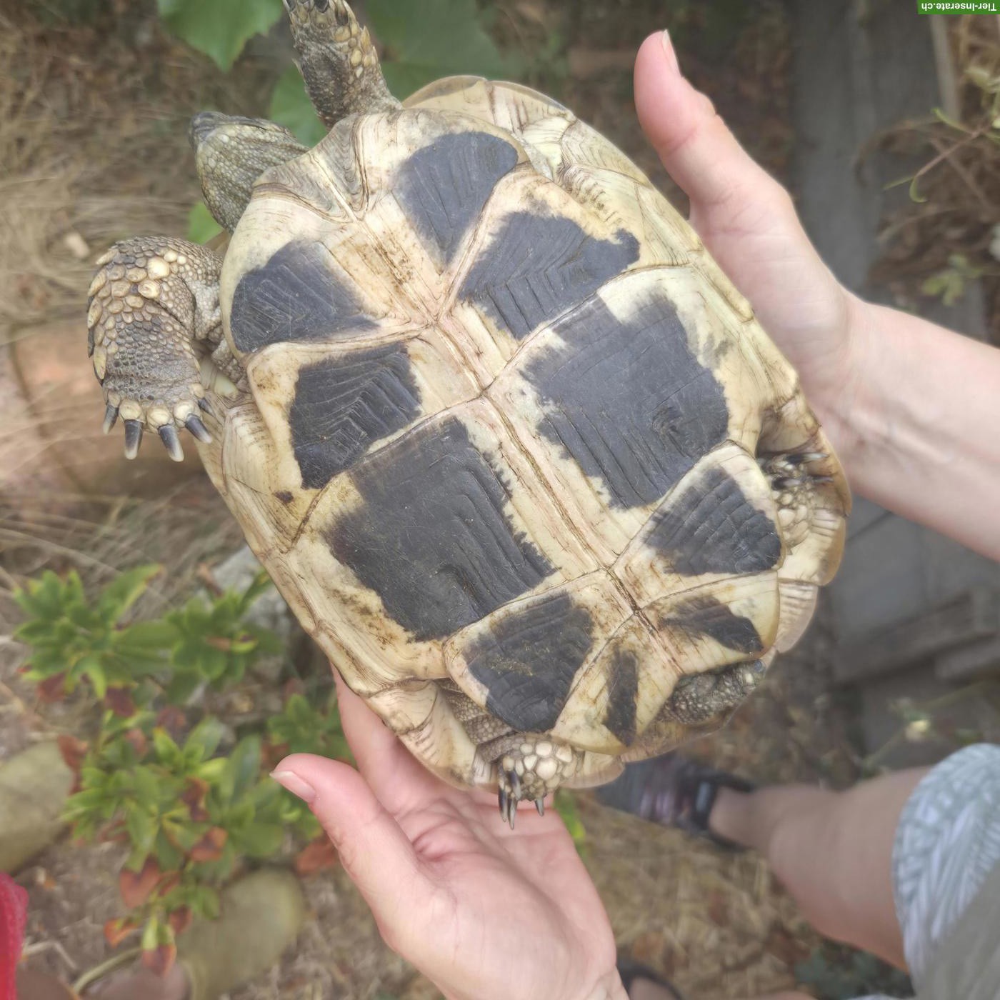 Bild 6: 2 junge Breitrandschildkröten an schönen Platz abzugeben