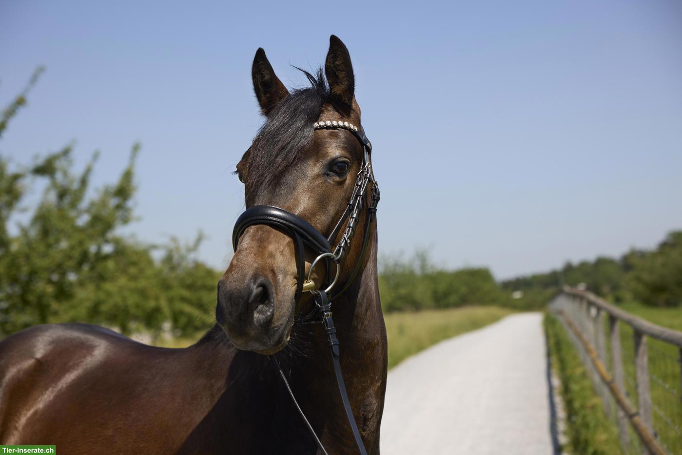 Deutscher Reitpony Wallach "Gentleman"